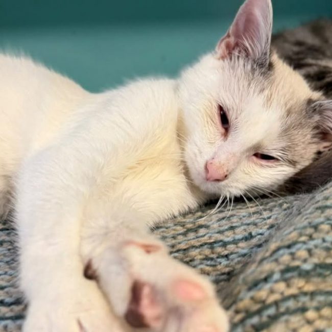 Blanco - Chat à adopter