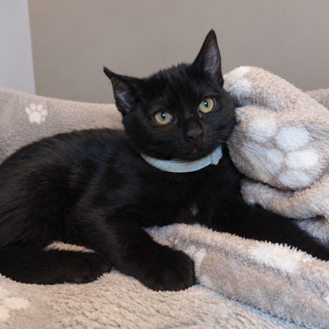 Baya - Chat Européen à adopter
