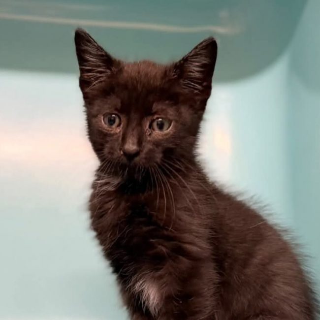 Casteel - Chat Européen à adopter