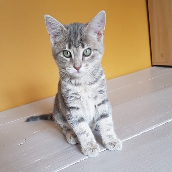 Ciboulette