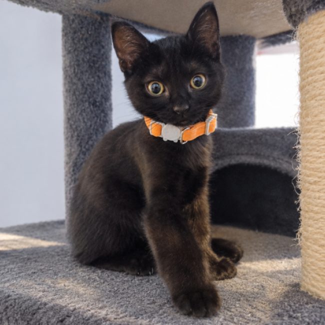 Bloom - Chat Européen à adopter