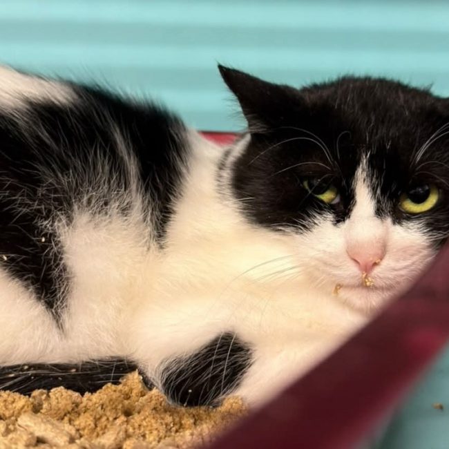 Sera - Chat Européen à adopter