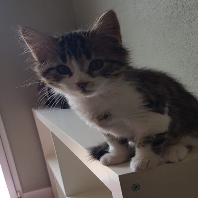 Safran - Chat Européen à adopter