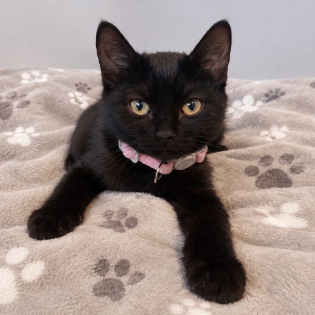 Bulle - Chat Européen à adopter