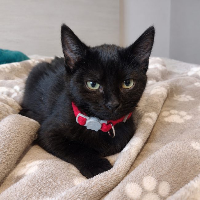 Bianca - Chat Européen à adopter
