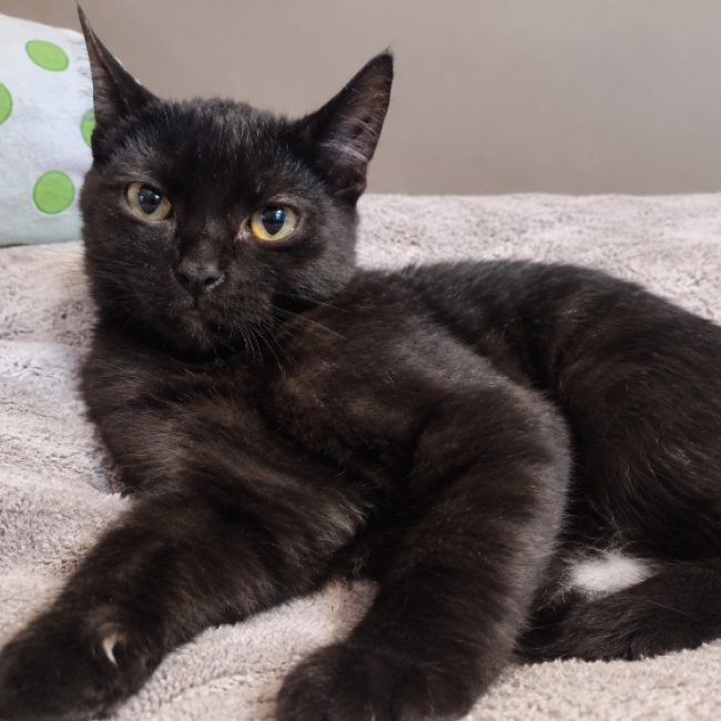 Bingo - Chat Européen à adopter