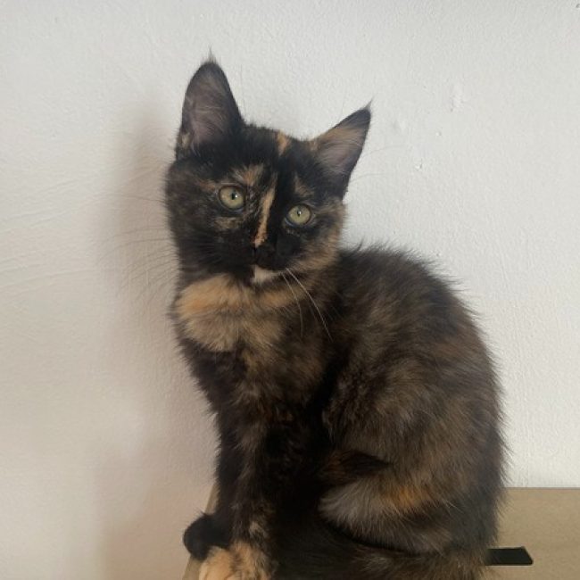 Reglisse - Chat Européen à adopter