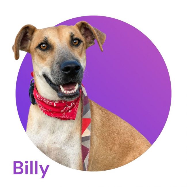 BILLY - Chien à adopter