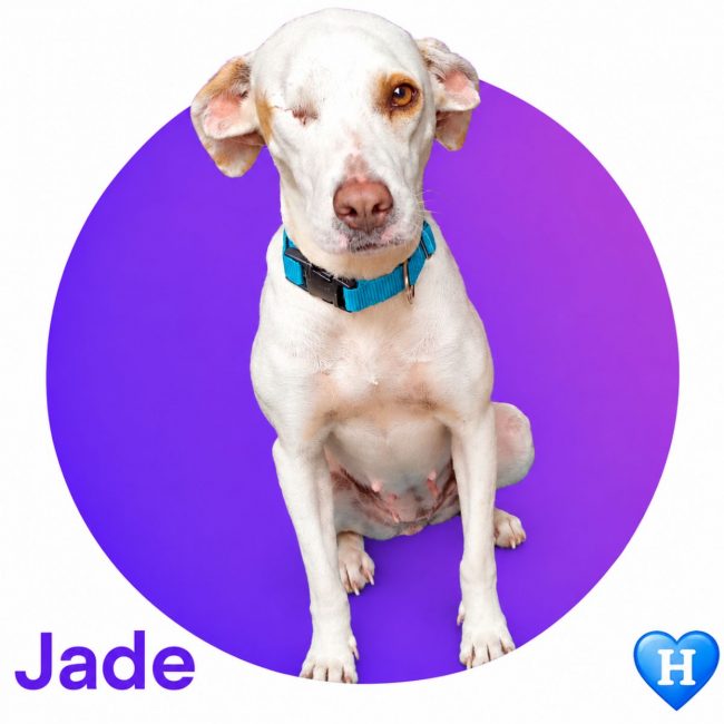 JADE - Chien à adopter