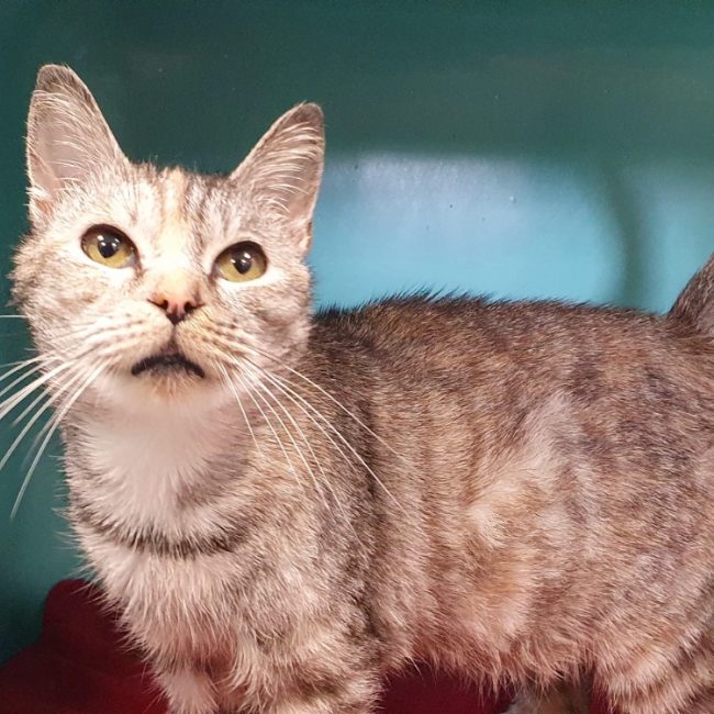 Bebeloo - Chat Européen à adopter