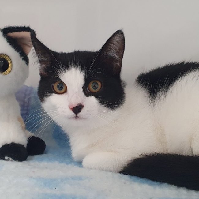 Beryl - Chat Européen à adopter