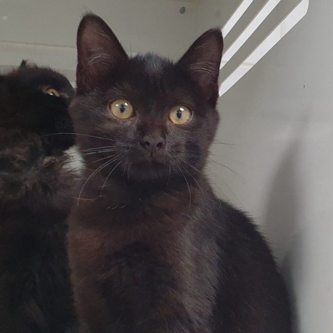 Panthera - Chat Européen à adopter