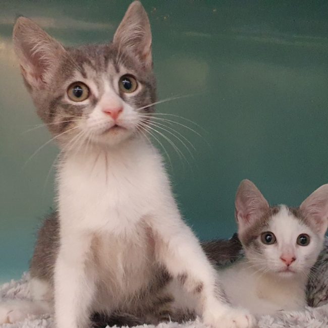 Clover - Chat Européen à adopter