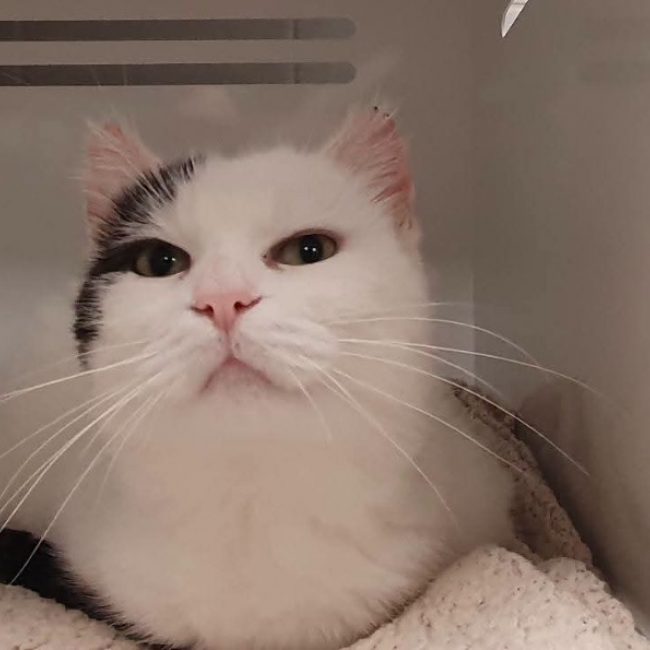 Moorea - Chat Européen à adopter