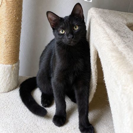 Nami - Chat Européen à adopter
