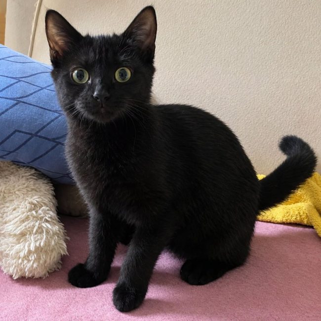 Loki 