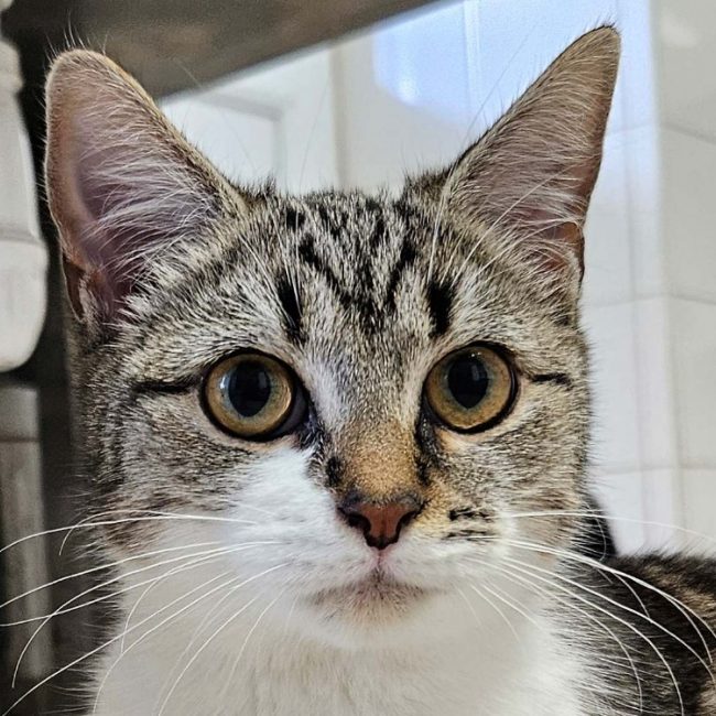 Olive - Chat Européen à adopter