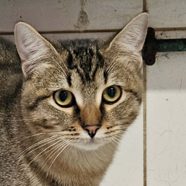 Popeye - Chat Européen à adopter