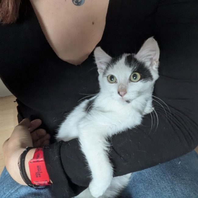 Emargues - Chat Européen à adopter