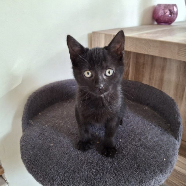Edward - Chat Européen à adopter