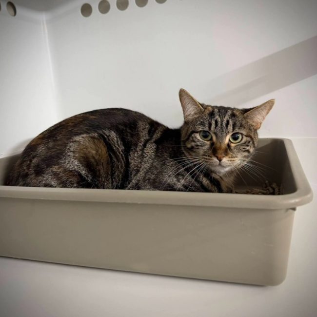 Choupinette - Chat Européen à adopter