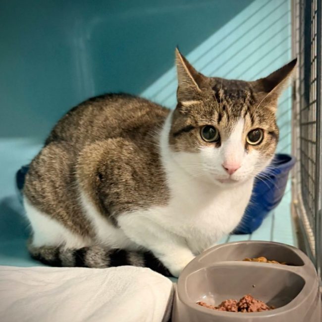 Lucien - Chat Européen à adopter