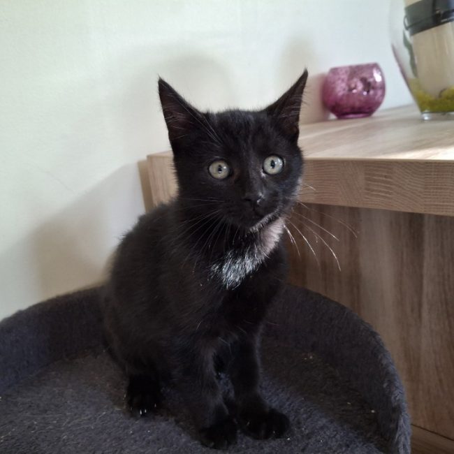Emmet - Chat Européen à adopter