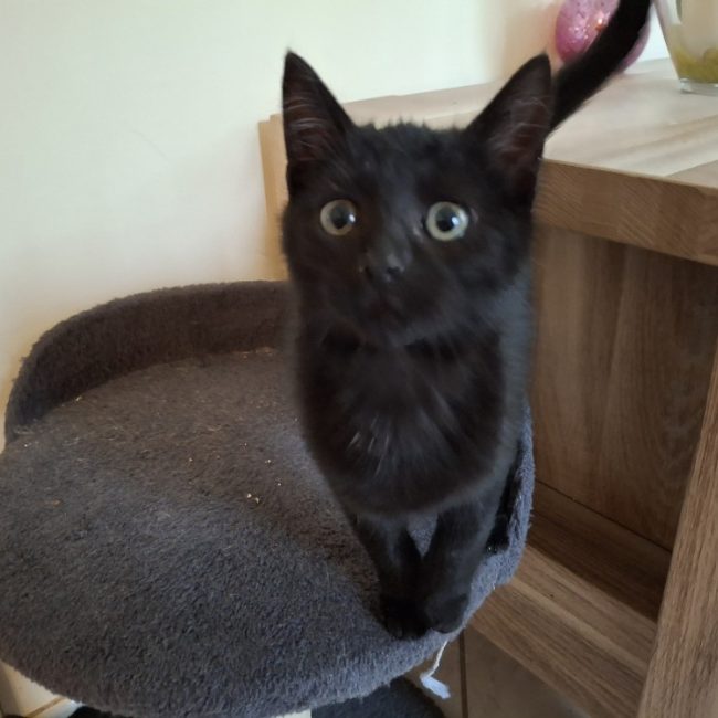 Jacob - Chat Européen à adopter