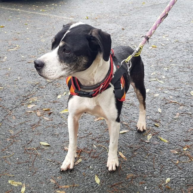 Moka - Chien Berger à adopter