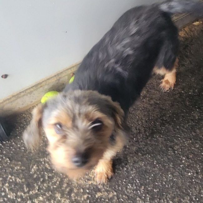 Bonny - Chien Yorkshire Terrier à adopter