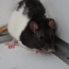 Winnie