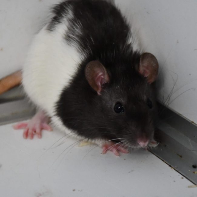 Winnie
