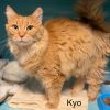Kyo