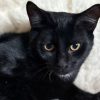 Berlioz