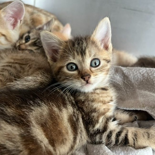 Copine - Chat Européen à adopter