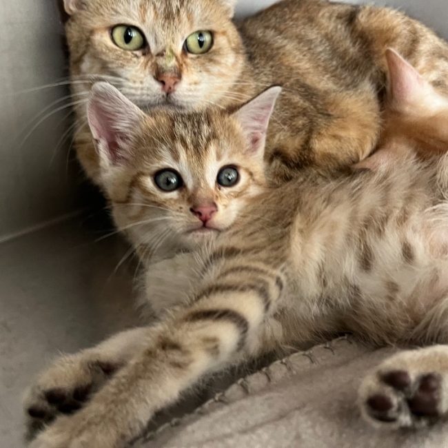 Copain - Chat Européen à adopter