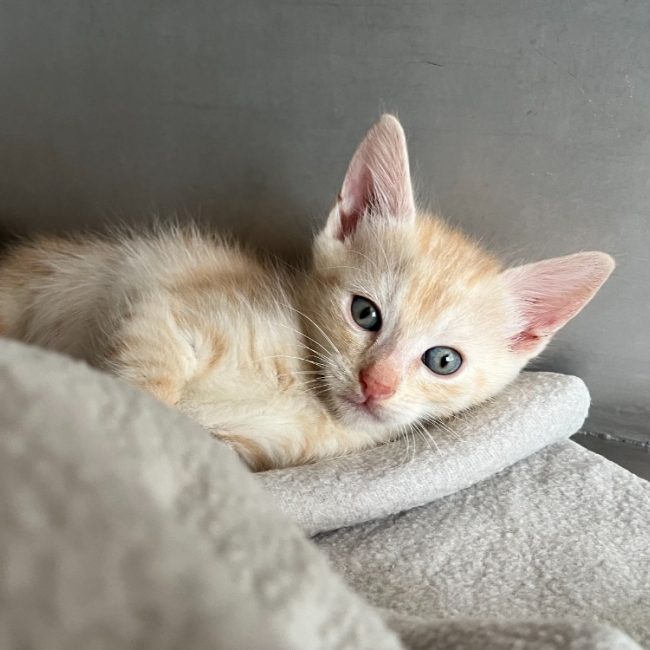 Gamin - Chat Européen à adopter