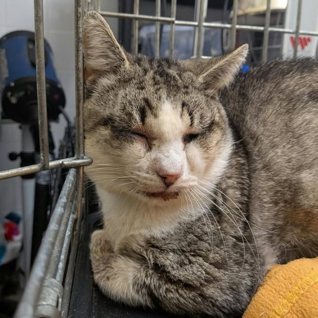 Patapouf - Chat Européen à adopter