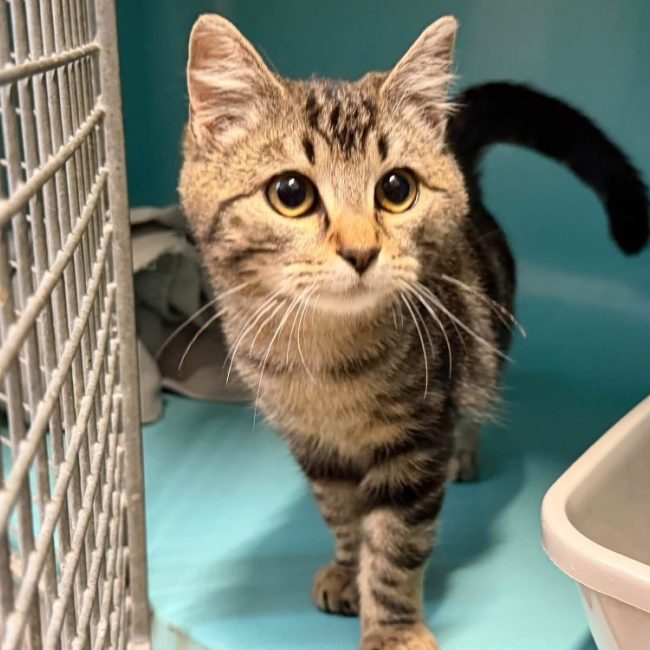 Sloane - Chat Européen à adopter