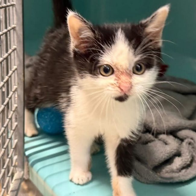 Mimi - Chat Européen à adopter