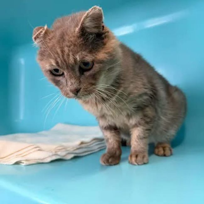 Fantome - Chat Européen à adopter
