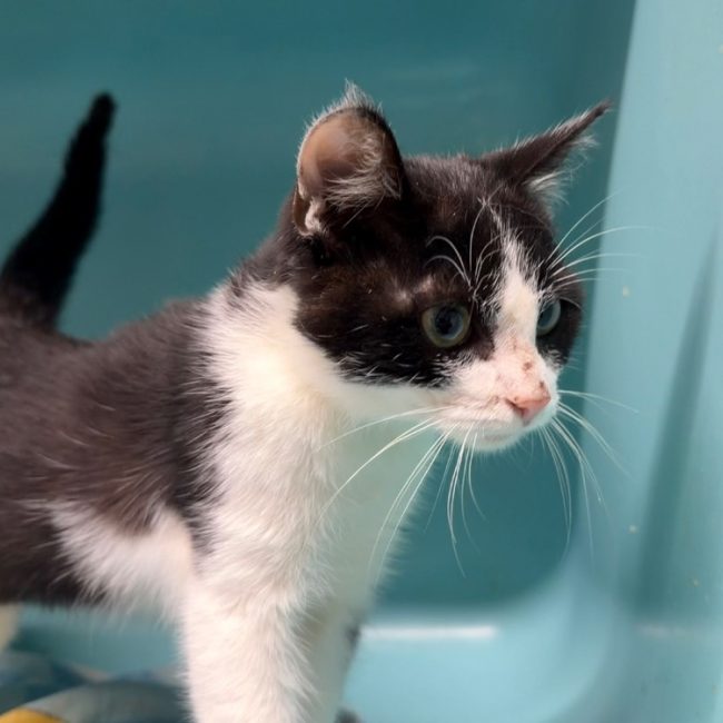 Bilbo - Chat Européen à adopter