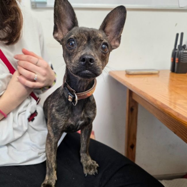 Waza - Chien à adopter