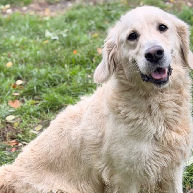 Rhapsody - Chien à adopter