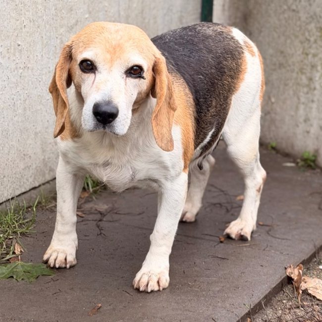 Lana - Chien Beagle à adopter