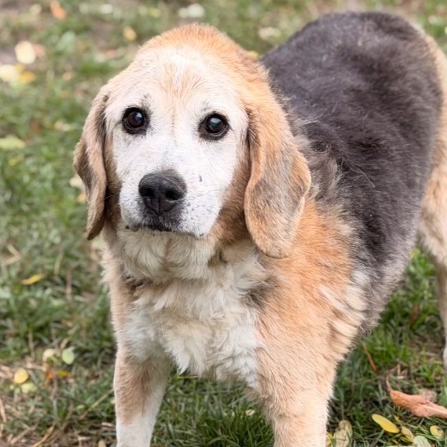 Biscoto - Chien Beagle à adopter