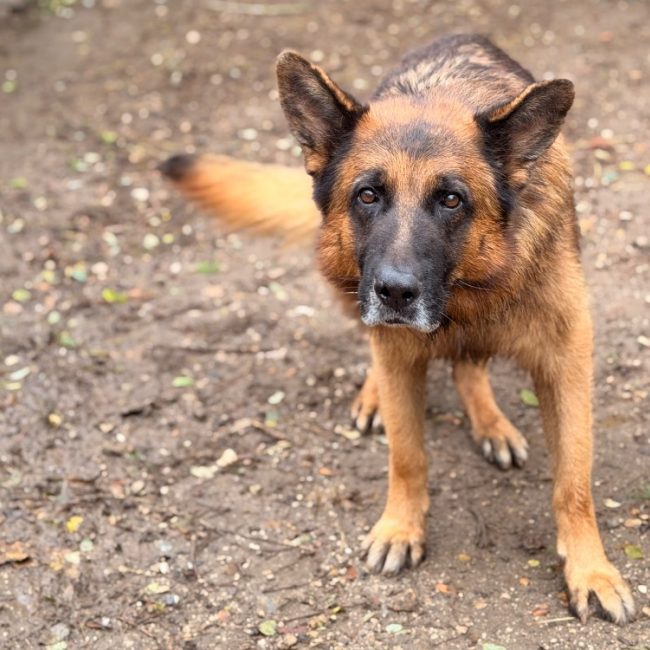 Obi-wan - Chien Berger Allemand à adopter