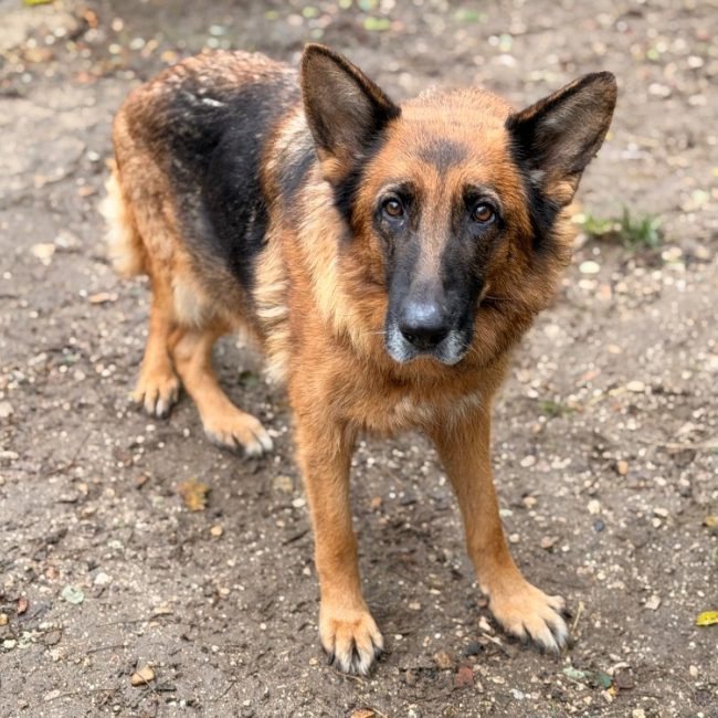 Oupsss - Chien Berger Allemand à adopter