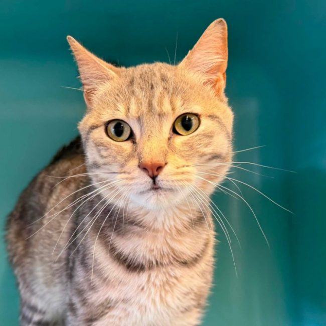 Arthur - Chat Européen à adopter