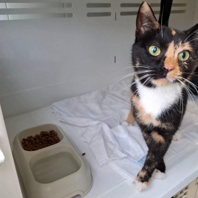 Coockie - Chat Européen à adopter